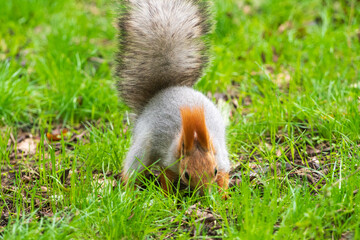 Wild red squirrel in the park