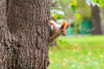 Wild red squirrel in the park