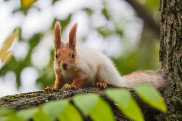 Wild red squirrel in the park