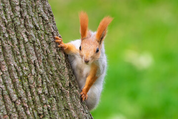 Fototapeta premium Wild red squirrel in the park