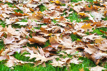 Background of fallen dry leaves on green grass