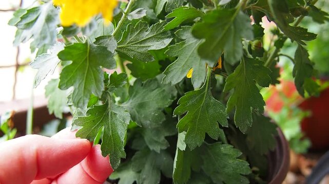 Chrysanthemums, mums or chrysanths, perennial herbaceous flowering plants in Asteraceae that bloom in the autumn. Horticultural varieties and cultivars. Compound inflorescence is array of flower heads