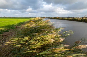 Reeds along a canal on a stormy day in autumn, in a Dutch polder landscape