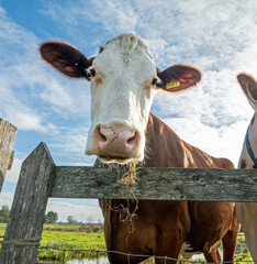 Close up of a red and white dotted dairy cow looking over a wooden fence on a sunny day in a Dutch meadow