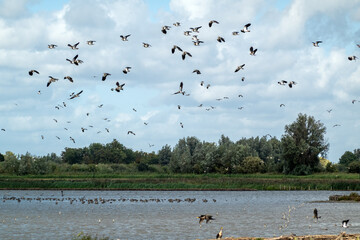 Flock of common lapwings flying over the shallow wetlands of Starrevaart, a bird watchers paradise in the west of the Netherlands.