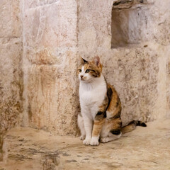 A close-up, full-body shot of a calico cat sitting calmly on a stone floor against a textured stone wall backdrop.