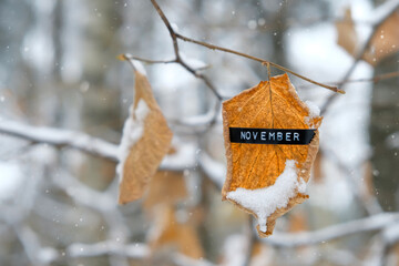 text "November" and snowy dry leaves on tree branch close up in forest. Late autumn season nature background. November month calendar concept. fallen first snow. cold frozen weather