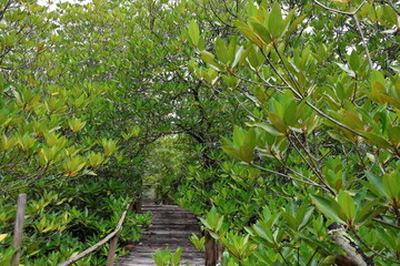 A wooden bridge for walking to admire the nature of the mangrove forest. attraction to study the nature of mangrove forest (Rhizophora mucronata). Tree has aerial roots and bright green leaves.
