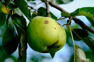 an apple with a spot on a branch