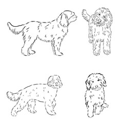 barbet, dog breed, vector sketch