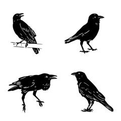 Obraz premium crow, black bird, vector sketch