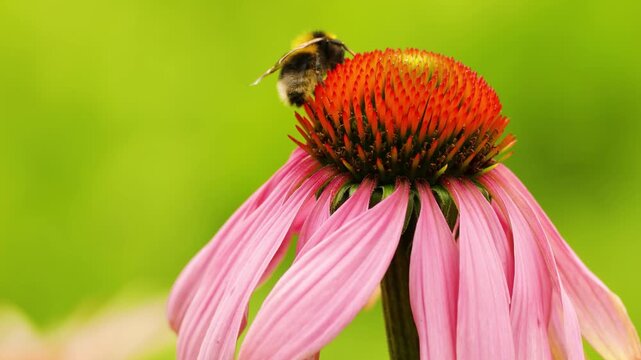 A bee sits on an echinacea flower. Pollination of a flower close-up. Natural swaying in the wind.