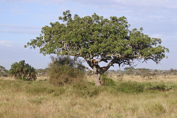 Sonne, Palmen und zwei Löwen in einem Leberwurstbaum