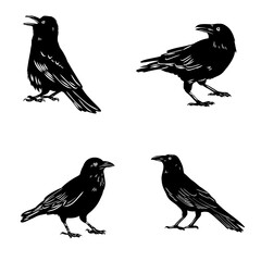 Obraz premium crow, black bird, vector sketch