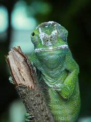 A close-up of a vibrant green chameleon on a black background. Its large, independently moving eyes...