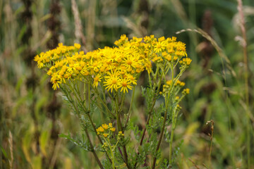 Flowering fields of wildflowers for bees as part of making roadsides more sustainable