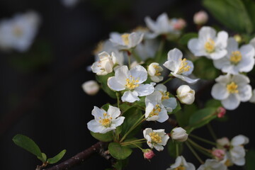 blossom leaves of an ornamental apple tree during spring in the garden