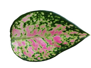 Philodendron Pink Princess Leaf Isolated - Half-Moon Variegation