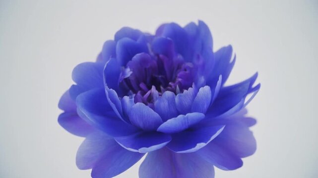 Vibrant Blue and Purple Flower with Layered Petals in Circular Bloom Against Light Background Showcasing Botanical Beauty, Symmetry, and Rich Texture for Design, Photography, or Nature Study