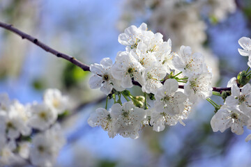 Blossom of the cherry tree against a clear blue sky