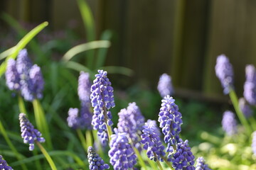 purple flowers of common grape hyacinthbulbs during spring
