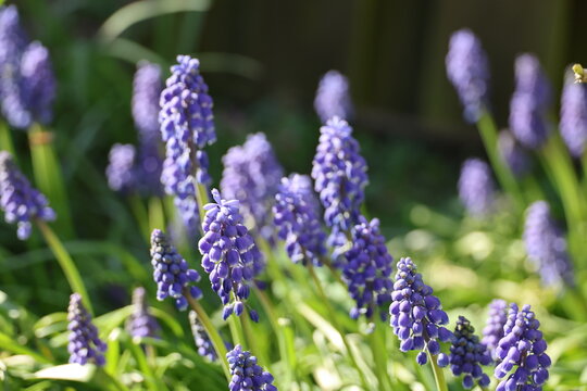 purple flowers of common grape hyacinthbulbs during spring - Powered by Adobe