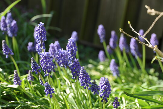 purple flowers of common grape hyacinthbulbs during spring