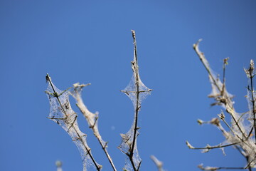Obraz premium Web of the Ermine moth (Yponomeuta evonymella) in a tree made by the larvae