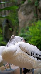 Australian Pelican resting its head from the side