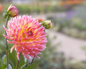 Beautiful pink dahlias growing next to a path