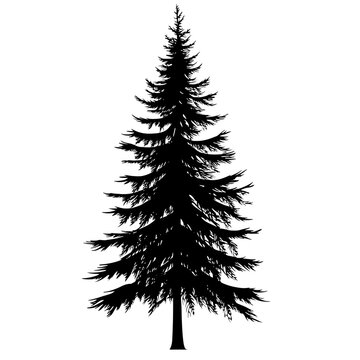 Natural evergreen pine outline drawing high resolution picture