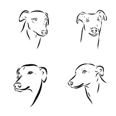 African greyhound, dog, vector sketch