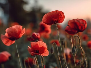 Naklejka premium Field of Red Poppies at Sunset, Close-Up View, Warm Tones, Serene Landscape, Remembrance Day Symbol, Floral Beauty, Natural Light