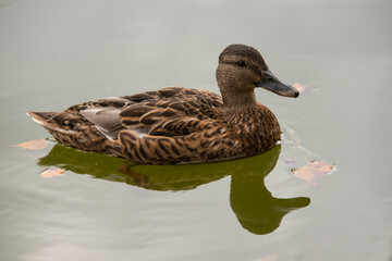 Eine Ente auf dem See