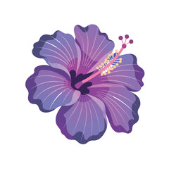 A vibrant purple hibiscus flower with detailed petals and stamen stands out against a white background.