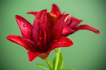 Macro of two red lilies isolated on green