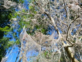 Web of the Ermine moth (Yponomeuta evonymella)  in a tree made by the larvae