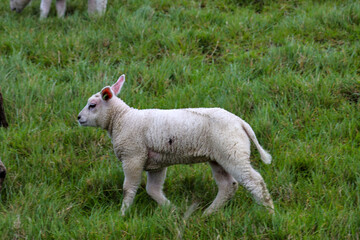 Sheep with little lambs on a meadow at farms