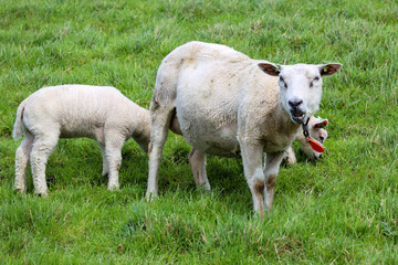 Fototapeta premium Sheep with little lambs on a meadow at farms