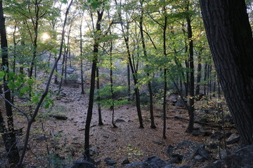 A serene forest landscape during sunset.  Twilight sun breaks through the tree canopy and reaches the forest floor covered in fallen leaves.