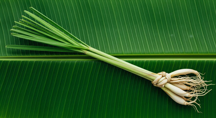 Fresh Lemongrass Stalks Tied on a Banana Leaf Background
High-contrast, top-down studio shot of a freshly harvested bunch of lemongrass stalks, tied together near the bulbous