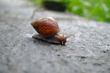 Snails or slugs (Achatina fulica) walking on mossy ground