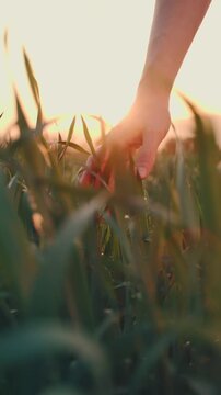 slow motion close up dew drops on grass feminine touch morning sunrise light mindfulness concept