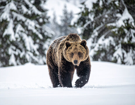 orso bruno neve Trentino 