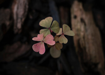Delicate pink clover flowers blooming on dark stems