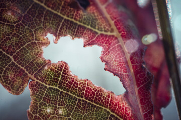 Red burgundy leaf with water droplets macro texture