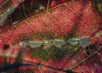Red autumn leaf texture with green moss