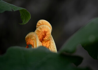 Orange trumpet flower blossom in green foliage
