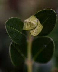 White calla lily flower on dark background