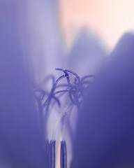 Abstract purple flower artistic background